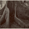 Ceibo Tree
