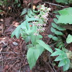 Broad-leaved helleborine