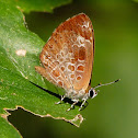 Harvester butterfly