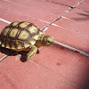 Sulcata Tortoise or African Spurred Tortoise