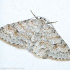 Small engrailed