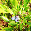 Lowbush blueberry