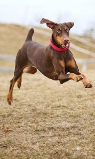 How to install Doberman Pinschers Puzzle lastet apk for bluestacks