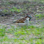 House Sparrow; Gorrion Común