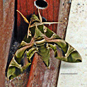 Oleander hawk moth