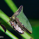 Green thorny treehopper