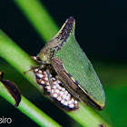 Green thorny treehopper