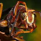 Red Wasp