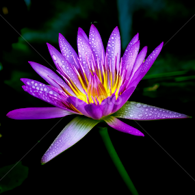 by Kokien Photography - Flowers Single Flower