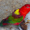Chattering Lory