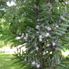 Eastern hemlock with hemlock woolly adelgid