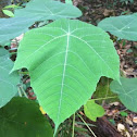 Leaf/fern