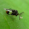 Microparasitoid wasp