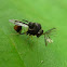 Microparasitoid wasp
