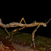 Stick Insect, Phasmid - Female