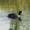 American Coot