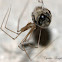 Longbodied Cellar Spider with prey