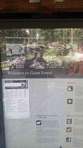 Welcome to Giant Forest