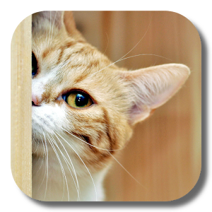Kitty Cat Live Wallpaper.apk 2.2