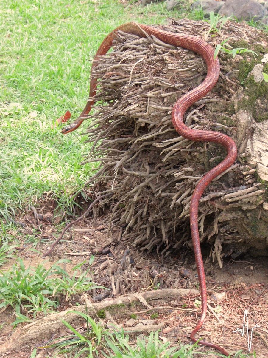 Neotropical Bird-Eating Snake