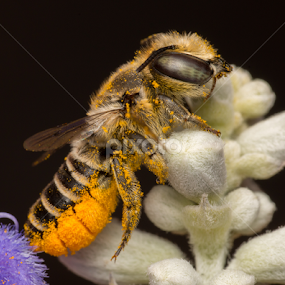 Leafcutter bee by Michael Duncan - Animals Insects & Spiders