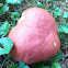 Red-capped Butter Bolete?