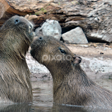Capybaras by Dawn Hoehn Hagler -  