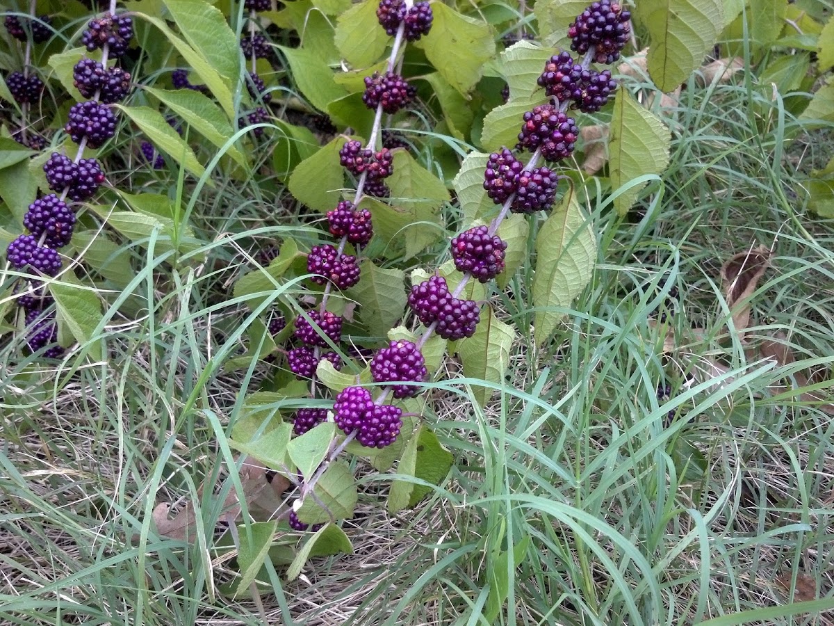 French Mulberry/American Beautyberry