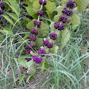 French Mulberry/American Beautyberry