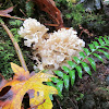 Cauliflower mushroom