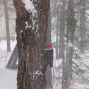 Pileated Woodpecker