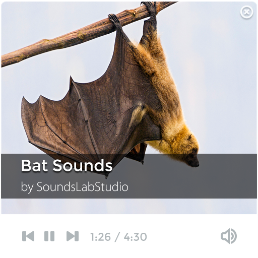 Bat Sounds