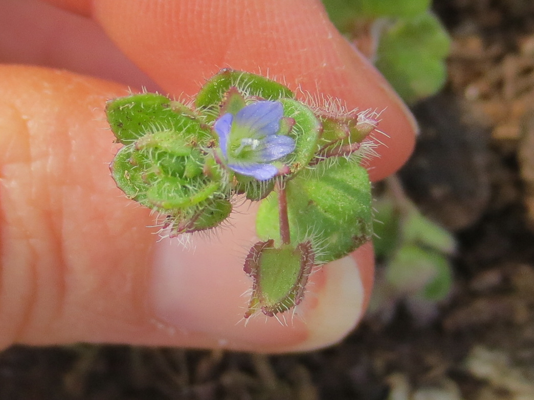 Ivy-leaved Speedwell
