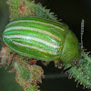 Acacia leaf beetle