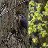 Eurasian nuthatch