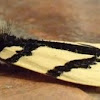 Lymantrid moth