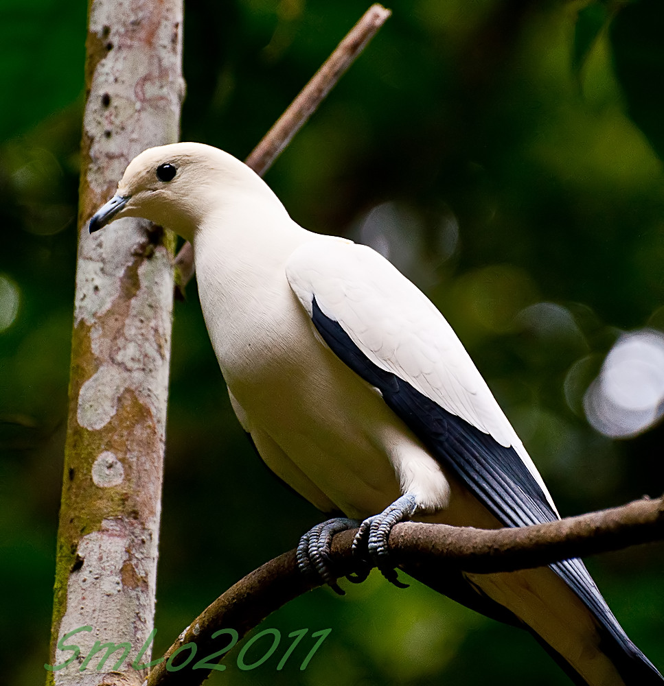 Pied Imperial Pigeon