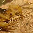 Giant Hairy Scorpion