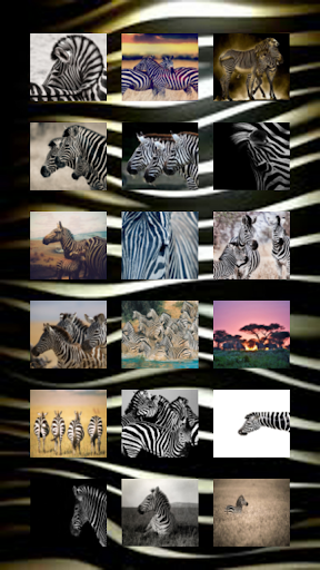 Zebra Wallpapers