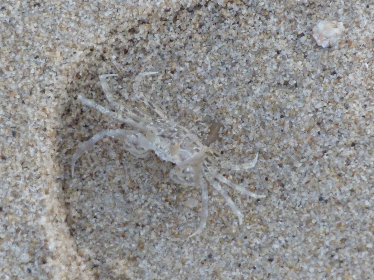 Transparent Crab