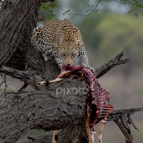 Dinner for one by Andy Howe - Animals Lions, Tigers & Big Cats