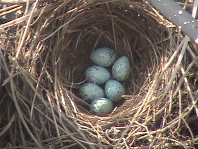 Crow Nest with Eggs