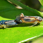 Leafhoppers (mating)