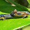 Leafhoppers (mating)