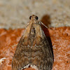 Striped oak webworm moth