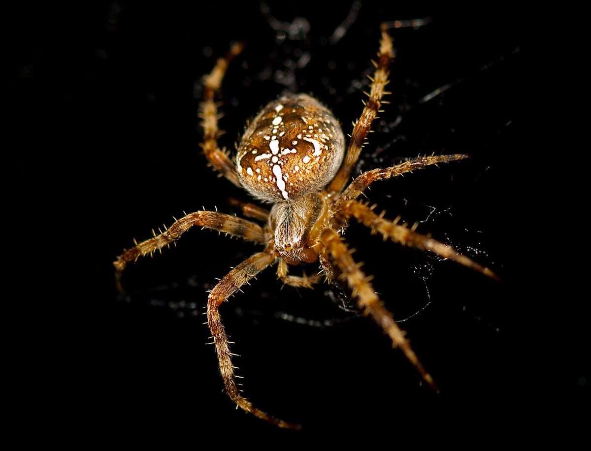 Cross Spider (female)