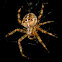Cross Spider (female)