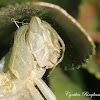 Bird Grasshopper exuviae