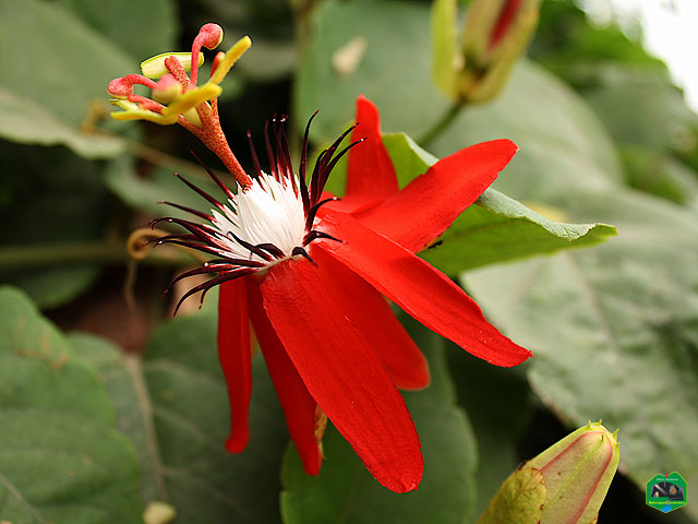 Scarlet passion flower