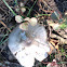 Pluteus mushroom